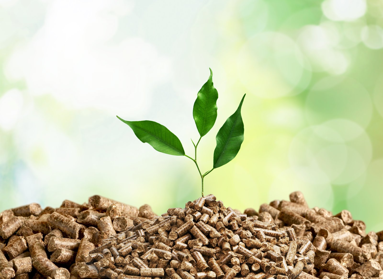 Bio Briquettes Production